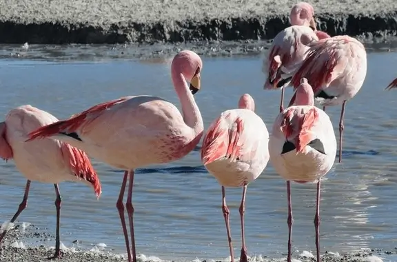 4 天 3 夜阿塔卡马，乌尤尼盐沼，阿塔卡马