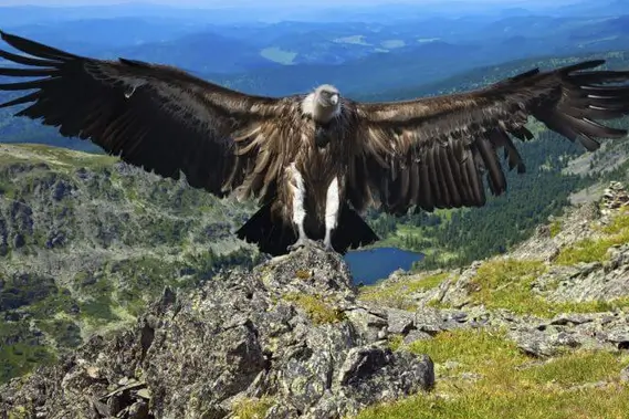 2D 1N Colca Canyon Tour von Puno + Transfer nach Arequipa