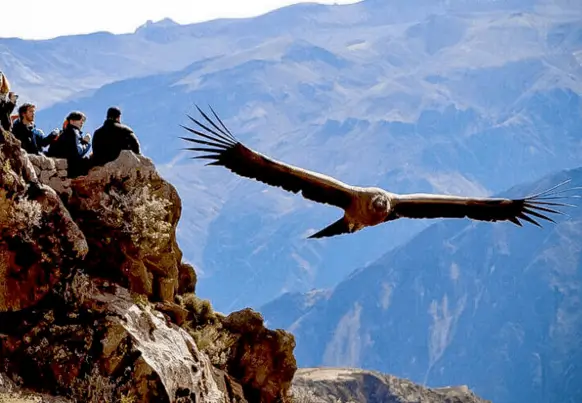 Ganztägiger Colca Canyon + Flug des Kondors