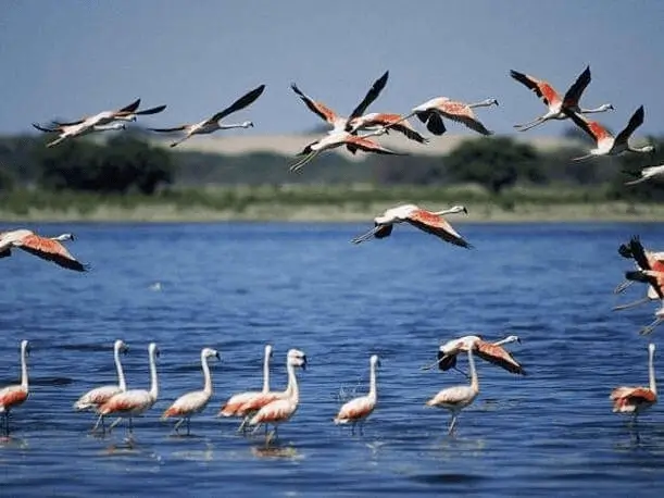 2D1N Tour vom Flughafen Lima nach Paracas, Ica, Huacachina + Nazca Lines